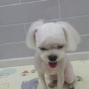 엘케이동물의료센터 이미지