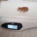 스파리버 캐터리 이미지