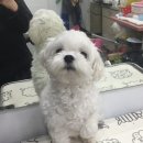 남창애견샵 복실강아지 이미지