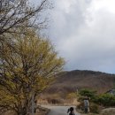 주읍리산수유꽃마을 이미지