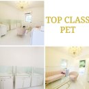 펫 탑 클래스 이미지
