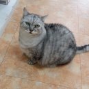 차지우동물병원 이미지