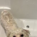 일랑일랑 애견캠핑 인제주 이미지