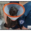 미드미동물병원 이미지