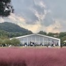 [천안] 서울 근교 핑크뮬리 카페 이숲 주말 방문 후기 핑크뮬리 개화 상황