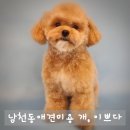 개이쁘다 | 수영구 남천동 애견미용 잘하는 곳 개이쁘다 다녀왔어요