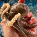 소문난 쭈꾸미 이미지