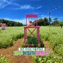 낙서정류소 | 6월 축제] 눈꽃 가득한 꽃밭과 오감 만족 체험까지, '제주메밀의 모든것' 아이랑 다녀온 생생 축제 후기!