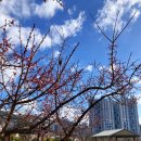 시민공원 남문 인근-3 | 부산 시민공원 매화 꽃 위치 개화 상황 솔직 후기 주차장 정보