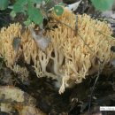 황금버섯 이미지