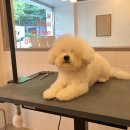 다다다펫그루밍 이미지