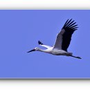 황새둥지 이미지