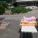 대풍1리 Daum카페