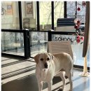 휘게 펫케어 | 수원 애견호텔 찾는다면, 휘게펫케어 수원영통점 이용 후기