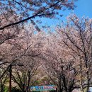 ♡강서낙동강30리 벚꽃축제 이미지
