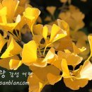 별나무 이미지
