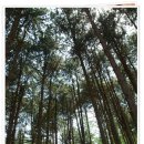 푸른숲황토방 이미지