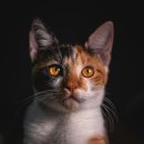 우아한 노년을 위한 품격있는 대화법 | 갑자기 변한 목소리와 고양이 츄르