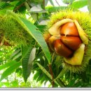 양지-2722 이미지