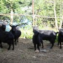 삼흥농원 이미지