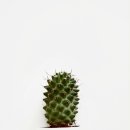 이따리아나 이미지