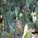 Prickly-Pear Cactus Flower(선인장 꽃) _ ♪ A Flower Is All You Need/ Paul Mauriat 이미지