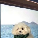 복슬강아지 이미지