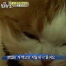 코리