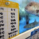 바다고기