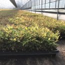 새천년농원 이미지