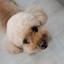 장화신은 고양이 & 강아지 미용 | [내돈내산] 하림펫푸드 더리얼 유니짜장면 후기