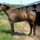 경주목장 이미지