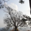 성흥산 솔바람길 이미지