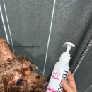 곱슬강아지 | 강아지 샴푸 하이포닉 사용 후기