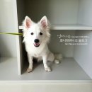 개깎는중 네이버블로그