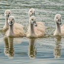 닭오리의 꿈 이미지