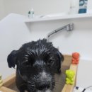 다솜애견 이미지