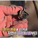 왕실푸드
