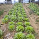 아침의 바다 이미지