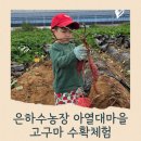 은하수아열대마을 | [용인, 화성] 은하수농원 아열대마을에서 4살 아이와 고구마 수확체험 (내돈내산, 재방문 후기)