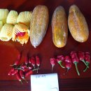 복돌이네 이미지