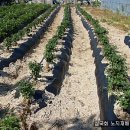 석부농장 이미지