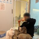 수원-0374 | 수원 고양이카페 무릉냥원｜개냥이도 있고 힐링 제대로 하고 왔어요