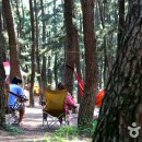 바다와솔숲 이미지