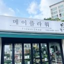 메이플라워 | 상도동꽃집 메이플라워 파키라 화분 장만 후기