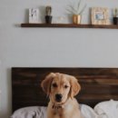 우리집 명당으로 꾸미기 이미지