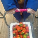 쌍둥이 농장 이미지