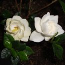 해인향기 이미지