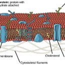세포막의 구조 Structure of the plasma membrane 이미지