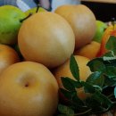 원항농장 이미지